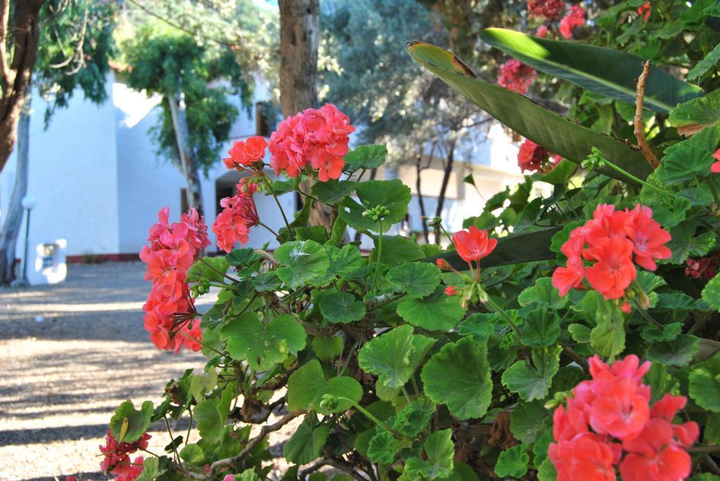 Camping B&B Gioiosa 焦约萨马雷阿 外观 照片